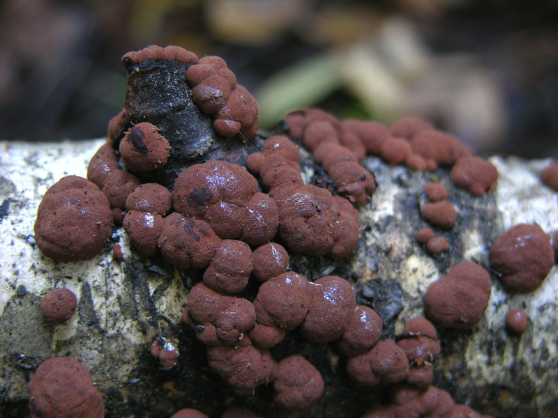 Hypoxylon fragiforme...howeianum....